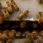 Памятка по профилактике отравления пчёл пестицидами и агрохимикатами